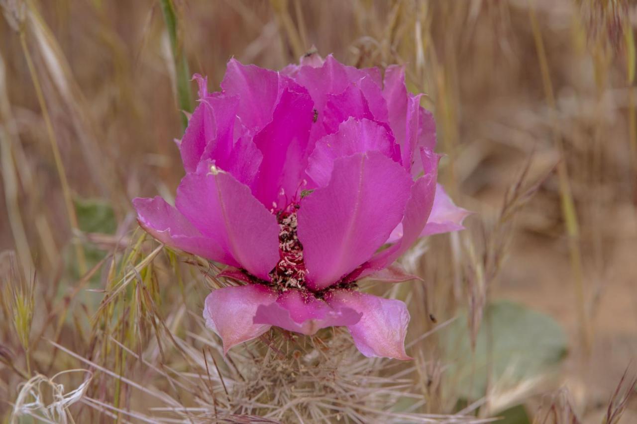 Zion Wildflower Hotel เวอร์จิน ภายนอก รูปภาพ